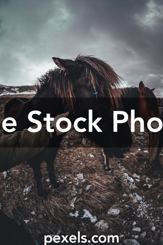 421,969 Black Horse Royalty-Free Images, Stock Photos & Pictures
