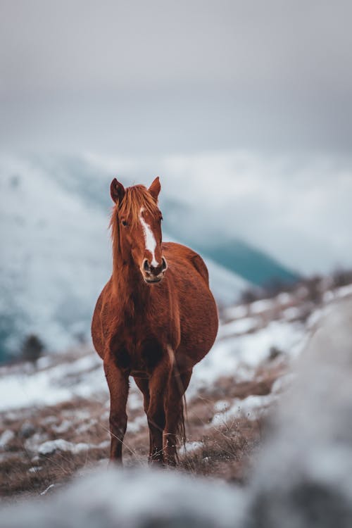 Неглубокая фотография коричневой лошади