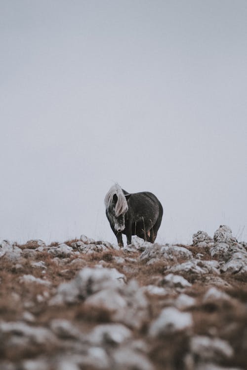 Foto Em Foco Raso Do Cavalo Preto