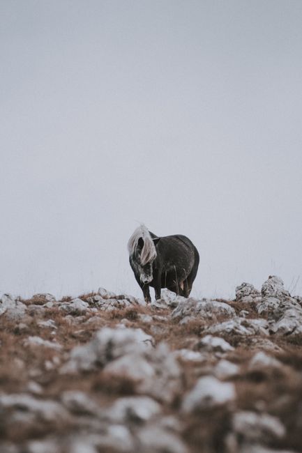 A solitary horse stands gracefully on rocky ground during a snowy winter day.