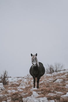 在波斯尼亚白雪皑皑、岩石丛生的冬季景观中，一匹雄伟的马静静矗立，展现出宁静之美