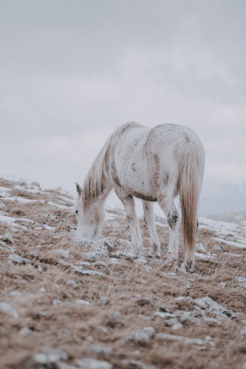 Белая и коричневая лошадь на коричневом поле