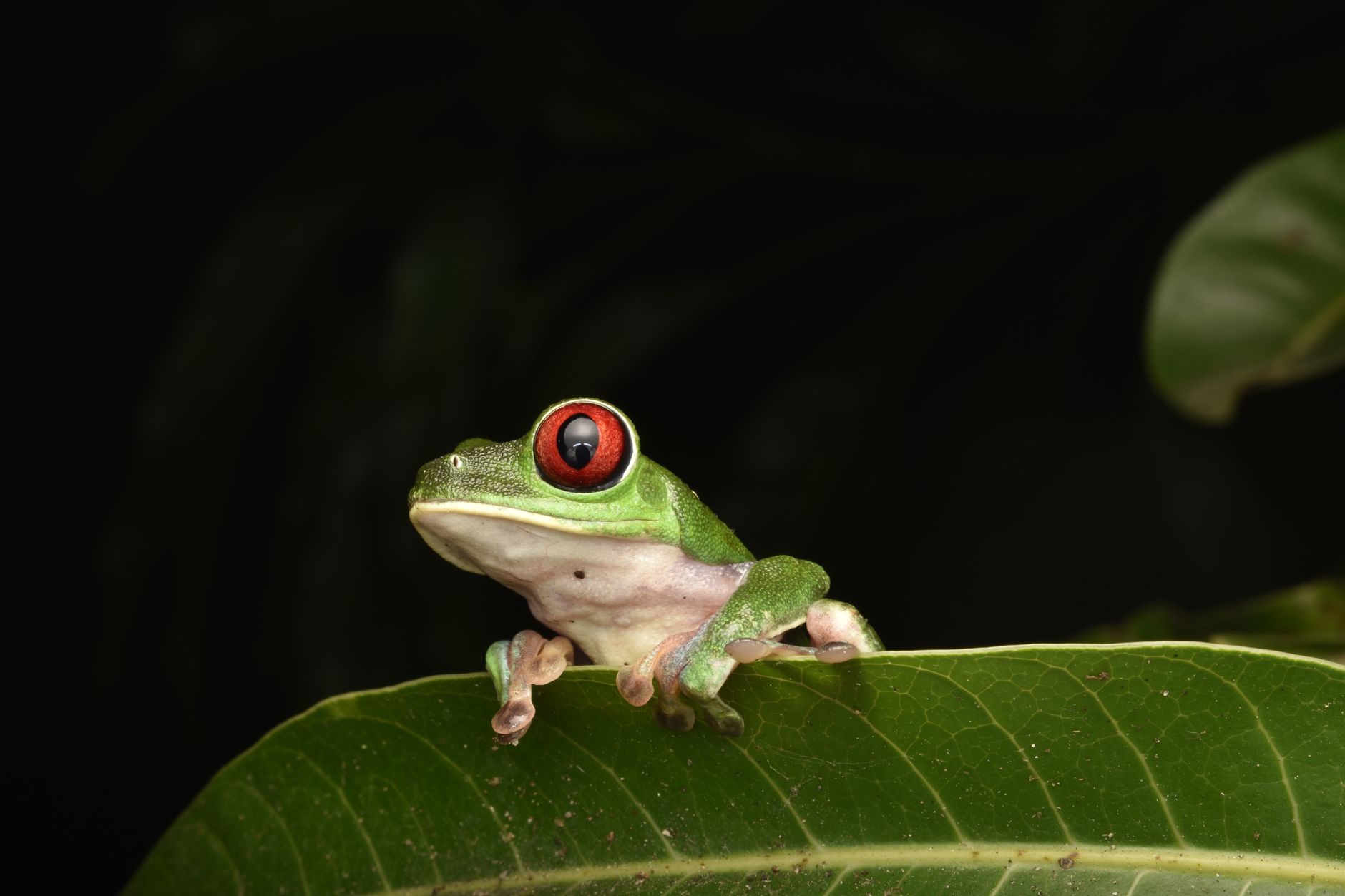 Découverte d’une rainette caféophile menacée par les pesticides au Costa Rica