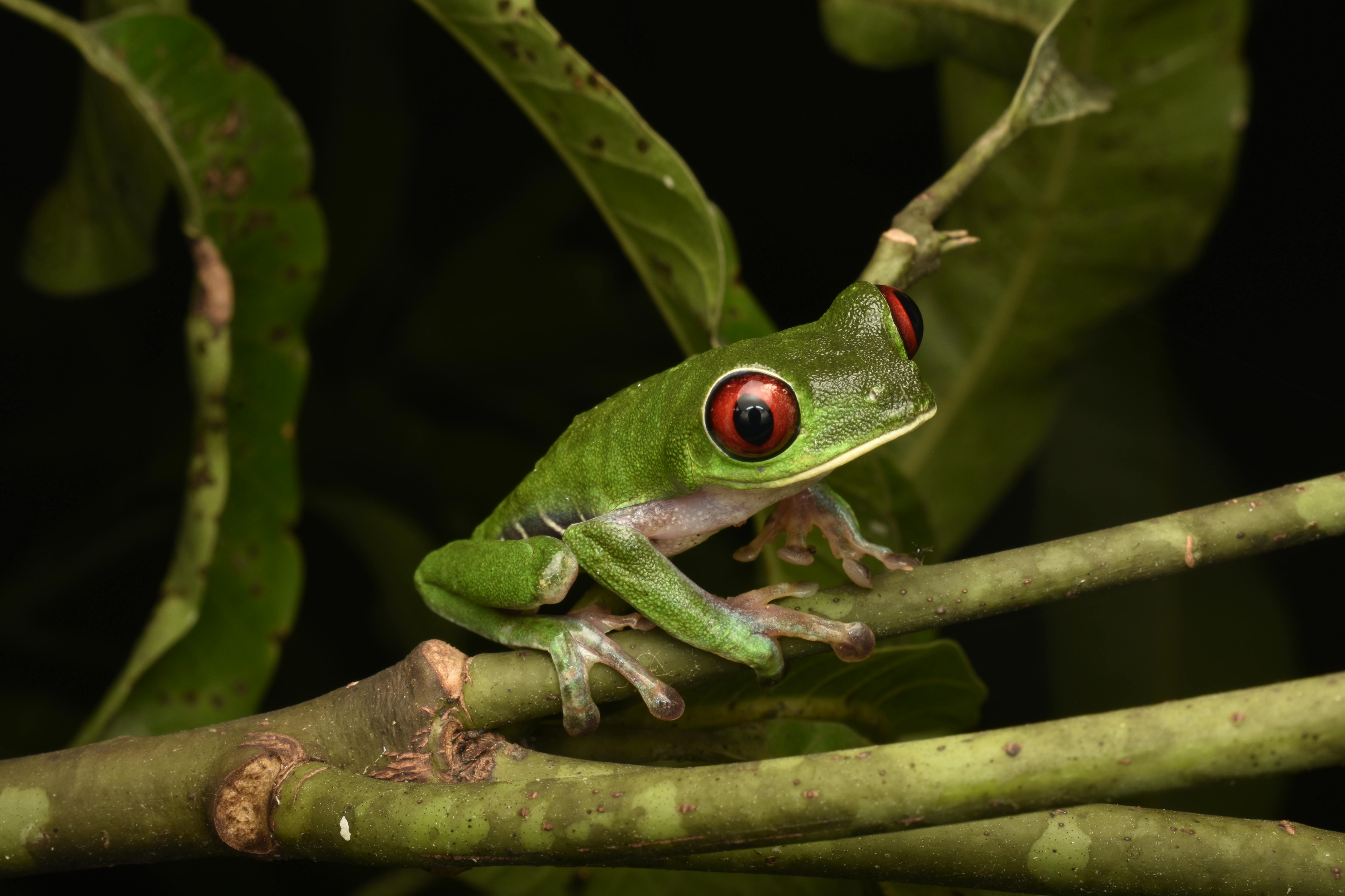 red eyed tree frog on plant stem