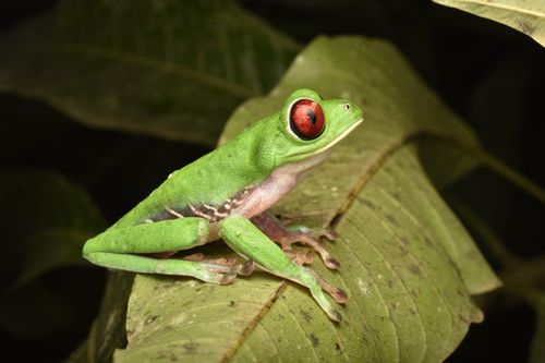 Free Close-up of a vibrant red-eyed tree frog sitting on a leaf, showcasing its vivid green and red colors. Stock Photo