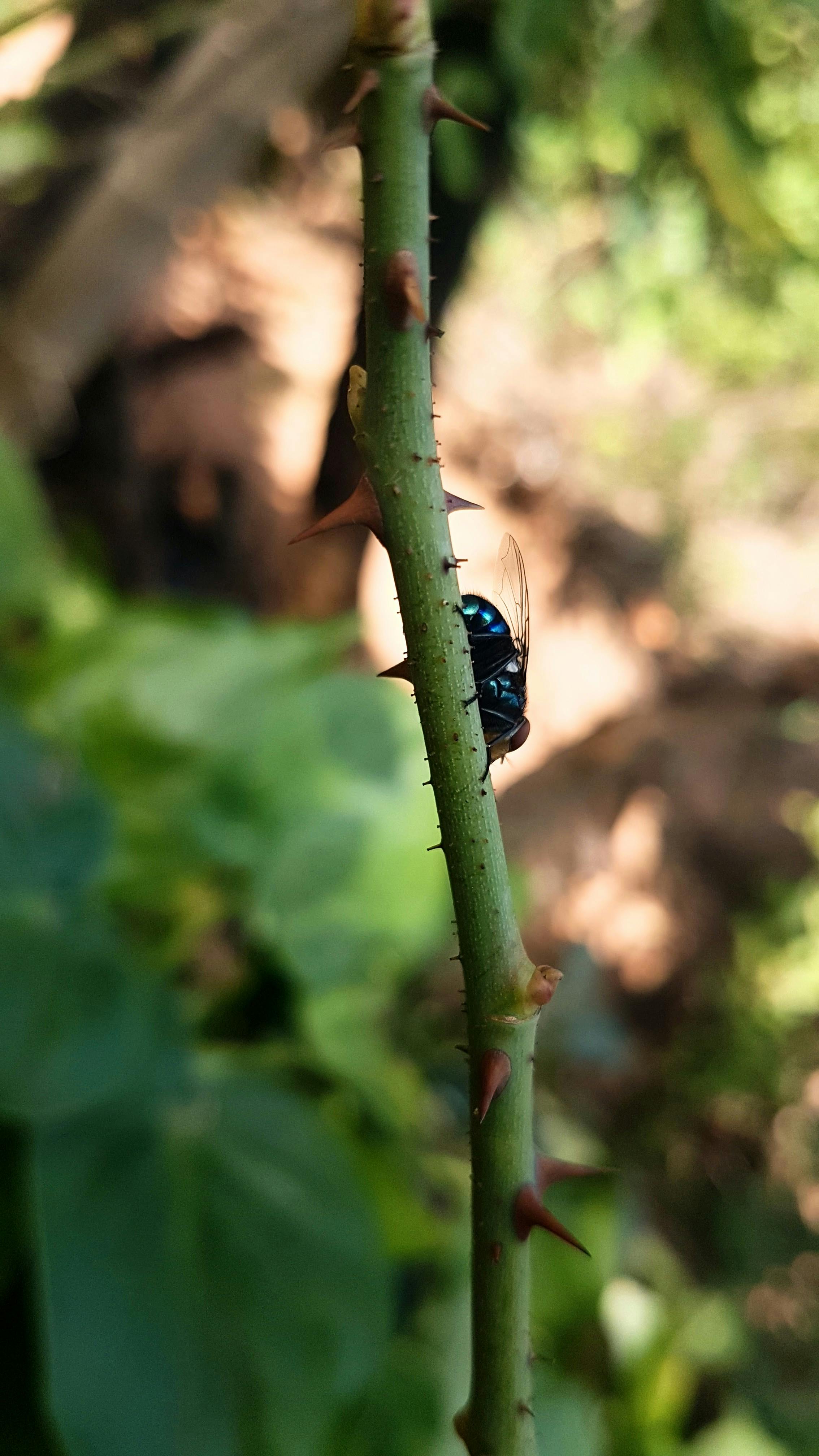 Free stock photo of espinhos, mosca, thorns Stock Photo