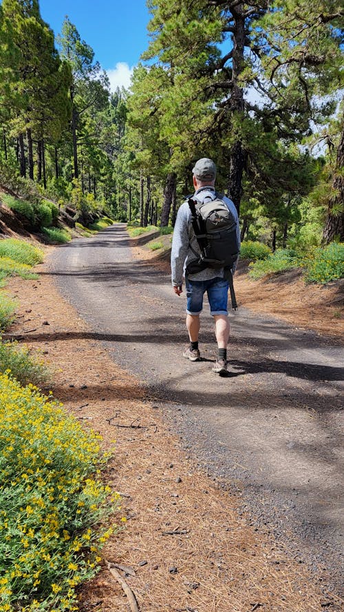 Free stock photo of bonita, forest, forest path