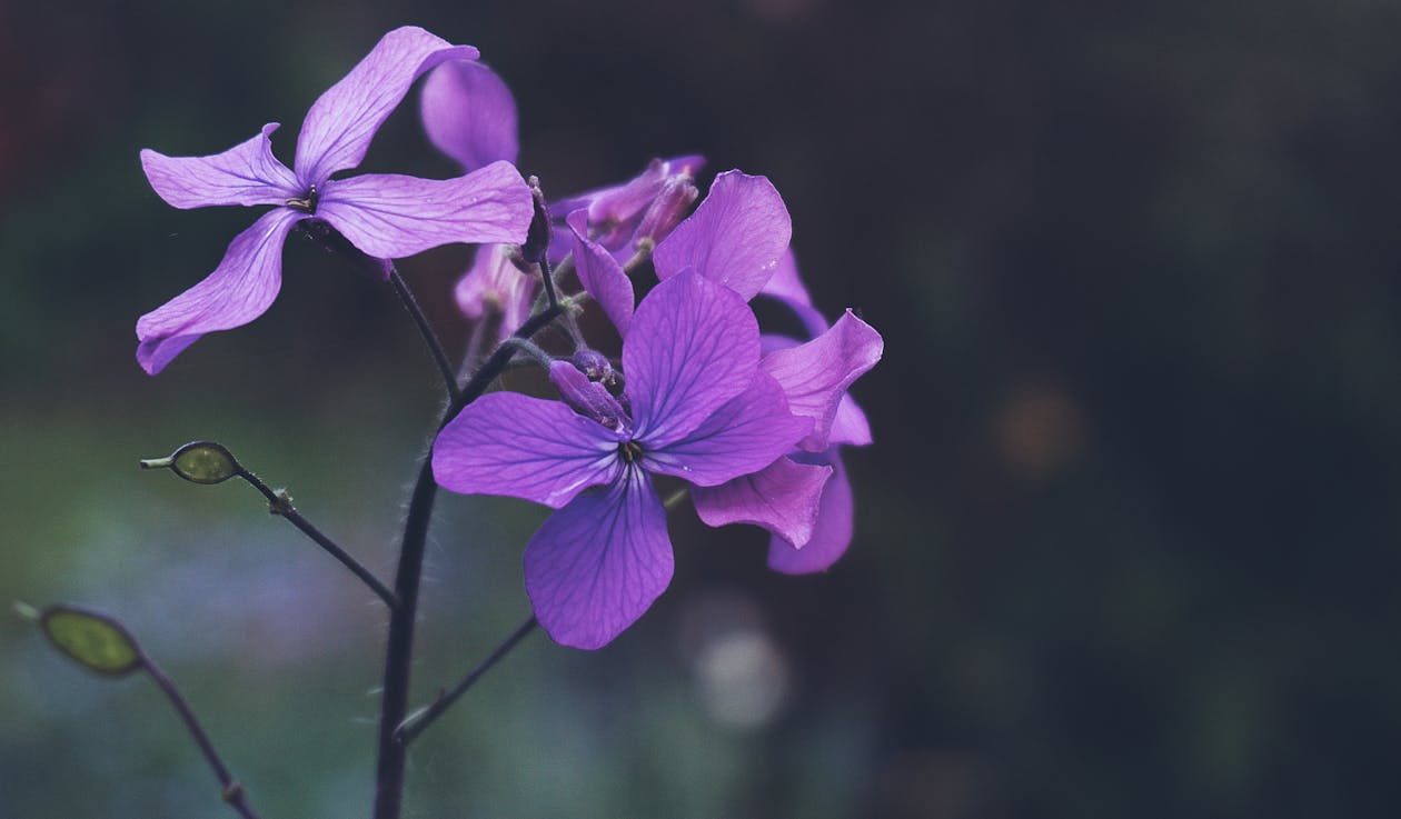紫色花的照片