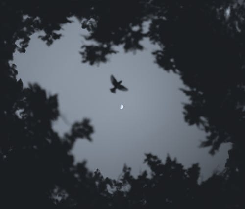 夜間飛行的鳥的低角度照片
