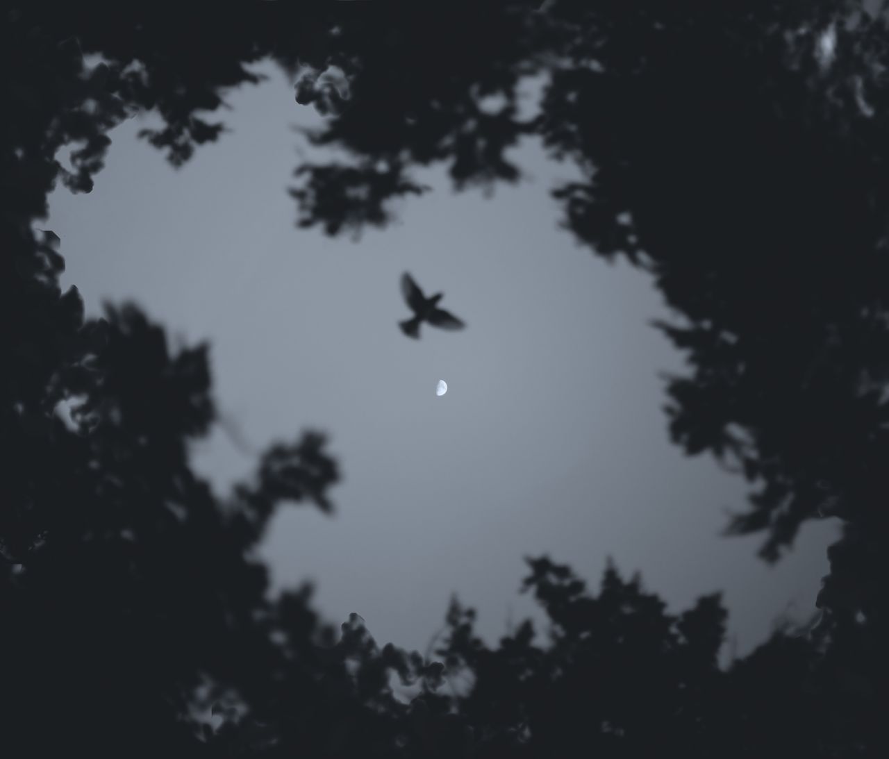 a bird in silhouette soaring against the backdrop of a partial moon fr