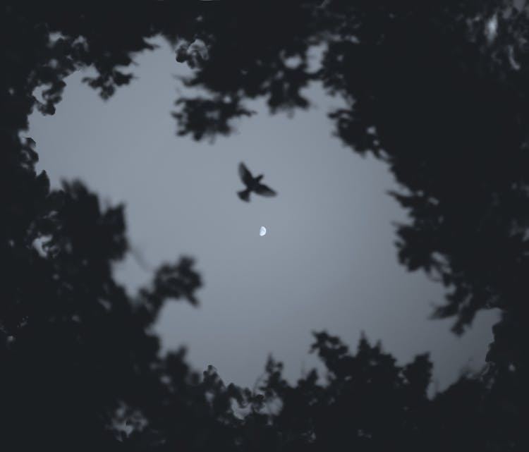 Low Angle Photo Of Bird Flying During Night