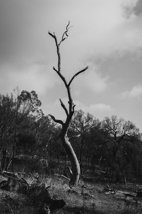 Free Monochrome Photo of Dead Tree Stock Photo