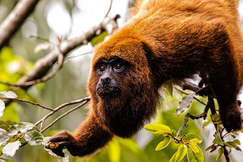 Immagine gratuita di albero, animale, cappellone