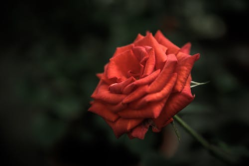 Красная роза в фокусе фотографии