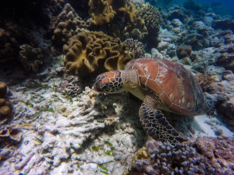 水下镜头引人入胜，展示了一只海龟优雅地游过色彩缤纷的珊瑚礁