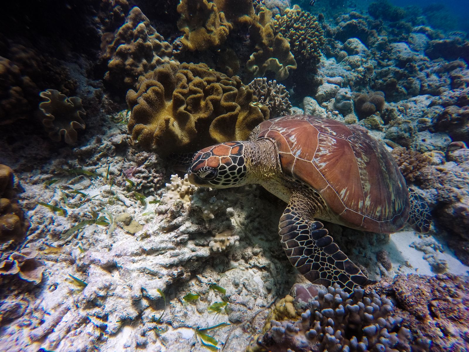 The house reef