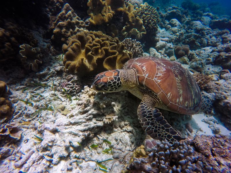 The Reefs & Thilas