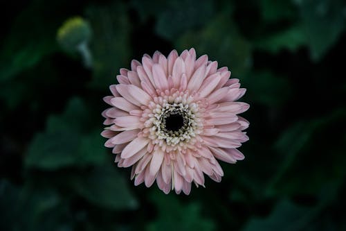 핑크 Gerbera 데이지 꽃의 선택적 초점 사진