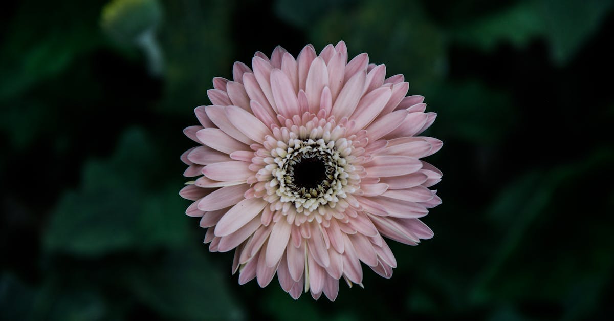 Free stock photo of closeup, daisy, flowers