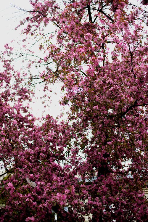 bahar, Çiçekler, güzellik içeren Ücretsiz stok fotoğraf