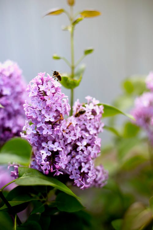 Kostenloses Stock Foto zu bienen, blumen, frühling