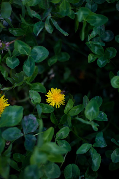 arılar, bahar, Çiçekler içeren Ücretsiz stok fotoğraf