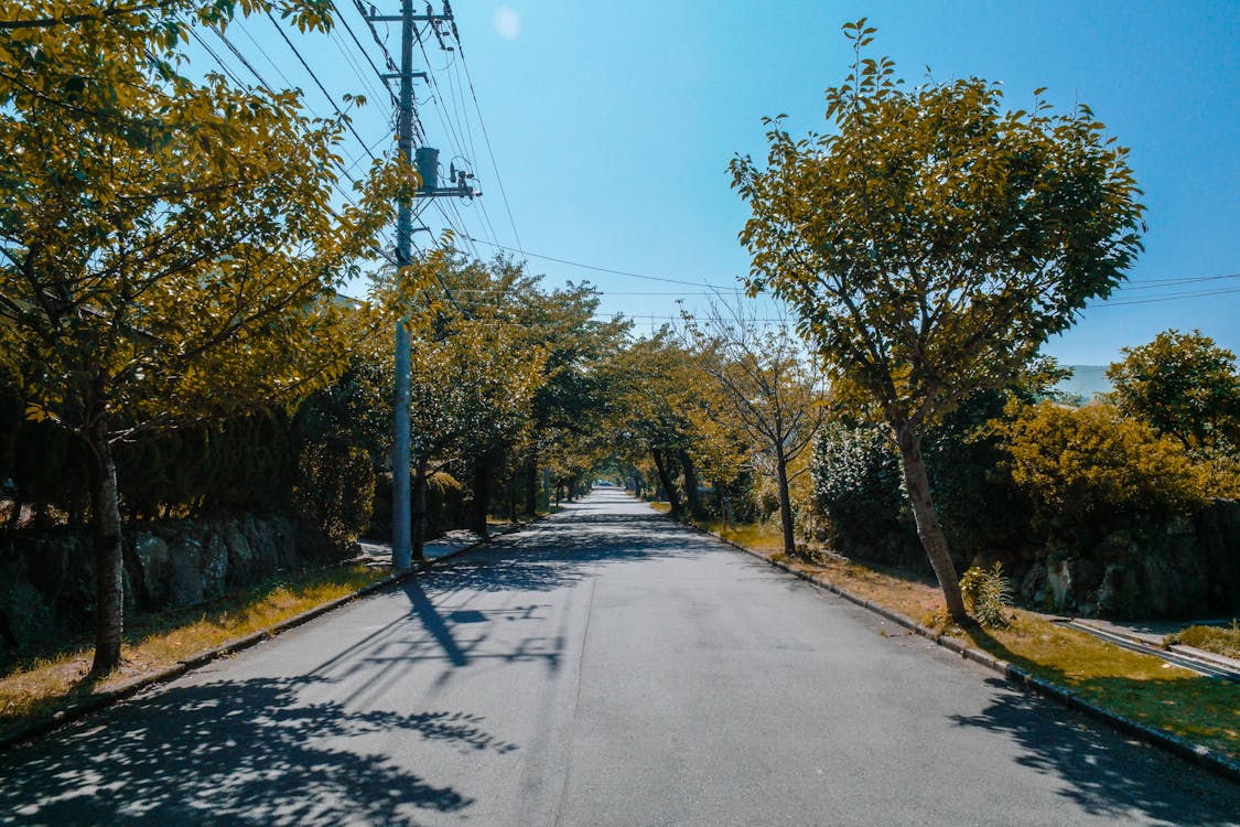 бесплатная Черная бетонная дорога между зелеными деревьями под голубым небом Стоковое фото