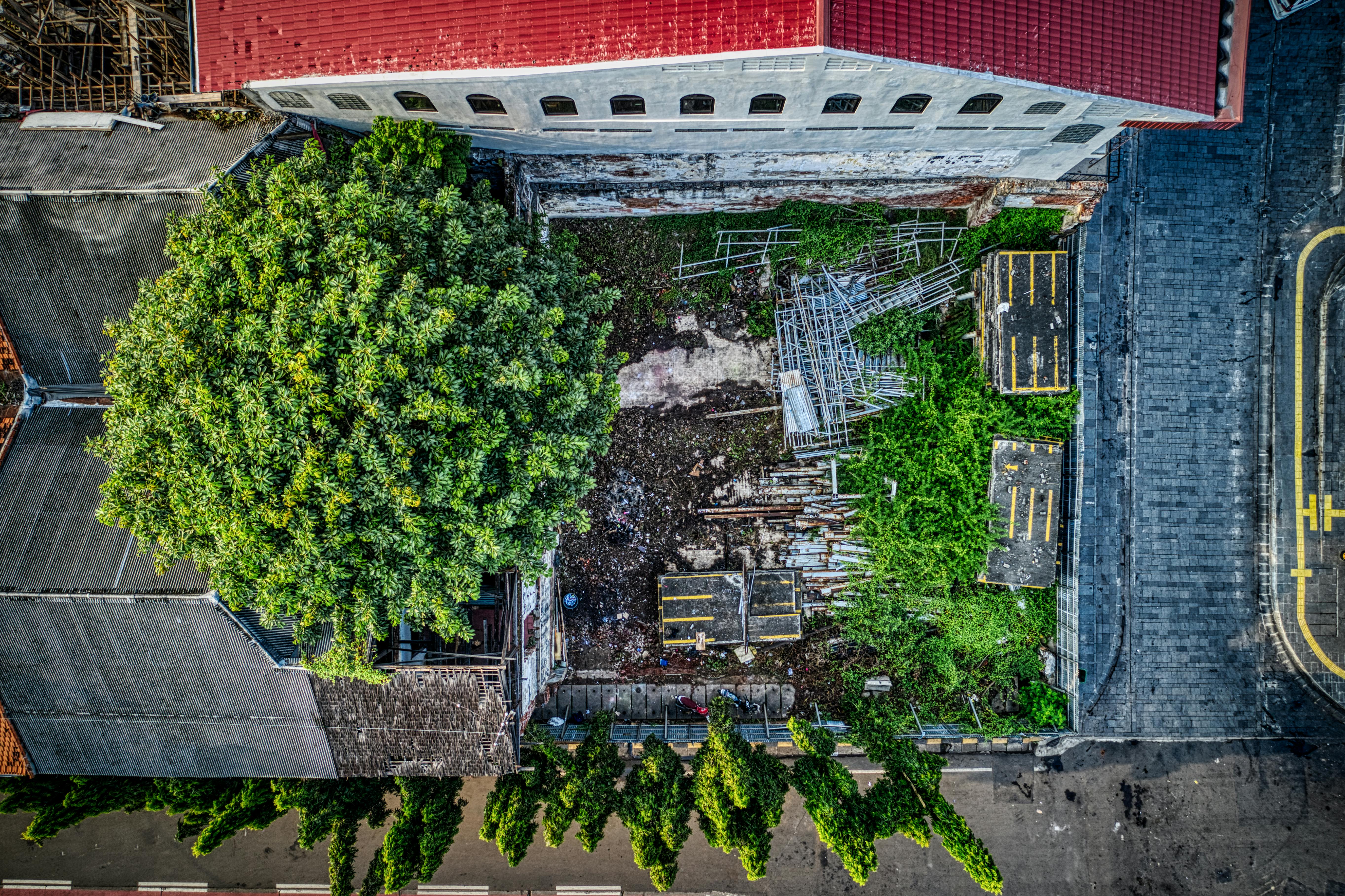 aerial photo of green tree beside building