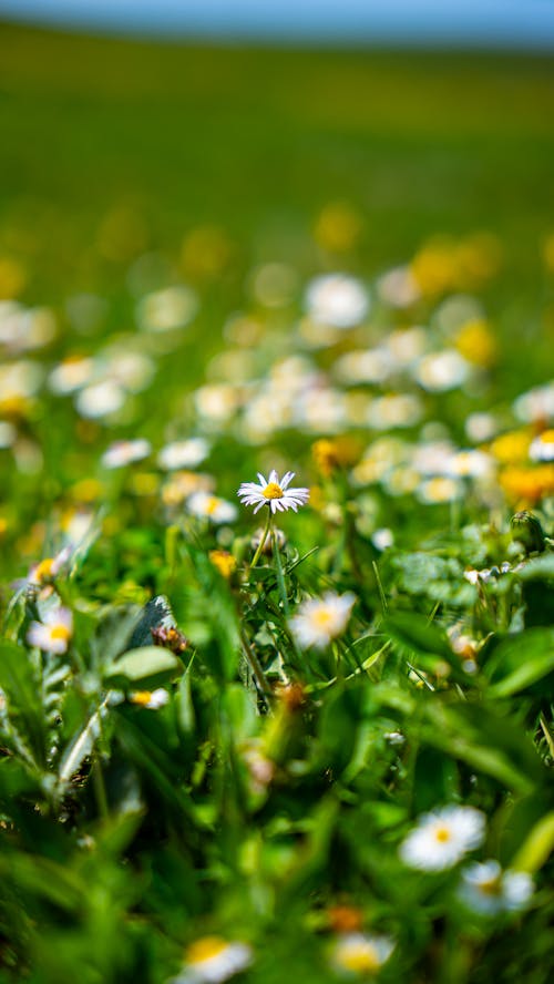 Foto stok gratis aster putih, berbayang, bidang