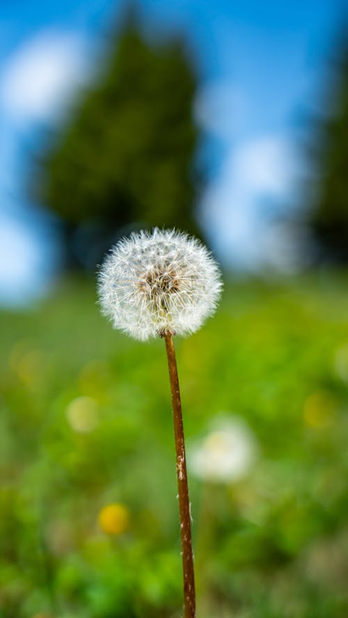 Fotobanka s bezplatnými fotkami na tému dedinský, exteriéry, flóra