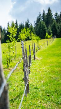 A tranquil rural scene with a wooden fence and lush green meadow in Düzköy, Türkiye.