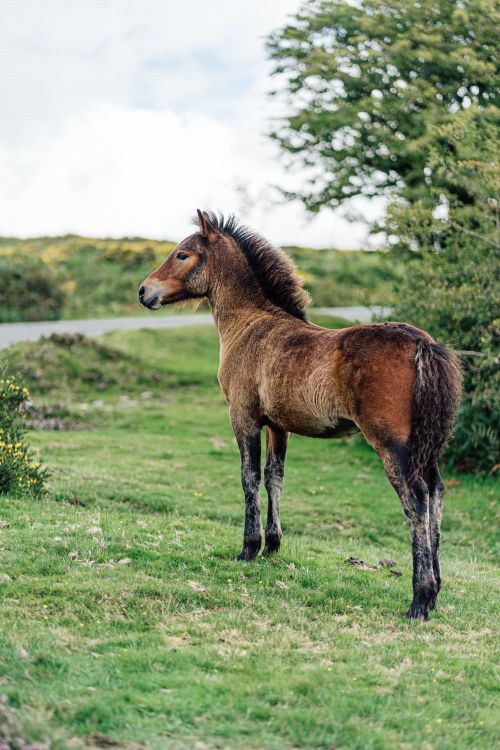 Free A wild horse stands in a lush green countryside setting during summer, showcasing natural beauty. Stock Photo