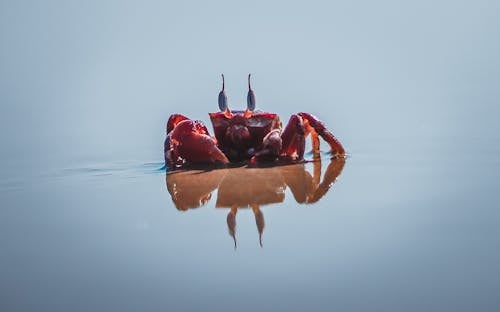 Photo De Crabe Rouge Au Bord De La Mer