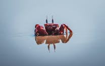 平静的水面上倒映着维萨卡帕特南海滩一只充满活力的红蟹的特写镜头