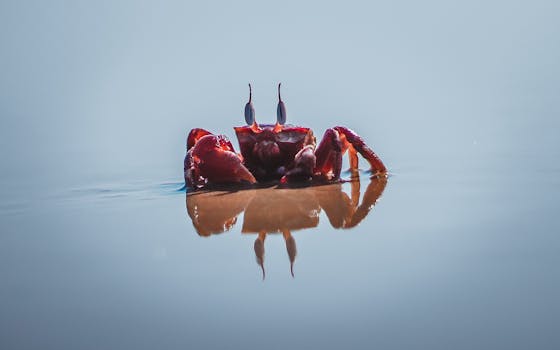 平静的水面上倒映着维萨卡帕特南海滩一只充满活力的红蟹的特写镜头