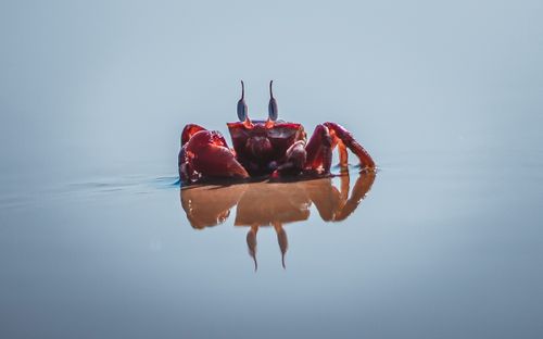 Free Close-up of a vibrant red crab reflecting on calm water at Visakhapatnam beach. Stock Photo