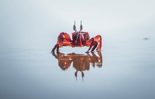 Crabe Rouge Sur Plan D'eau