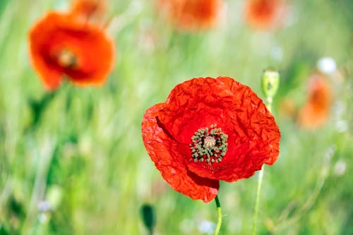 A red poppy is in a field of green grass