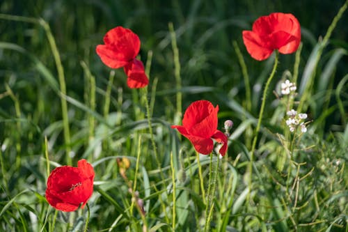 Red poppies in the grass with white flowers