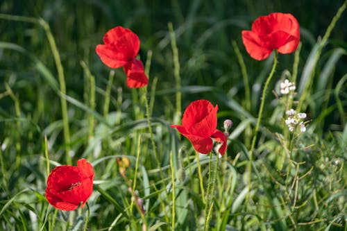 Gratis lagerfoto af bane, blad, blomst