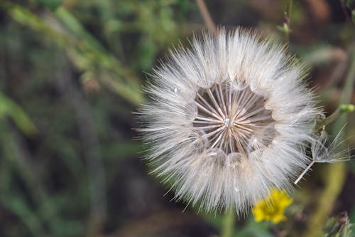 A dandelion seed is shown in this photo