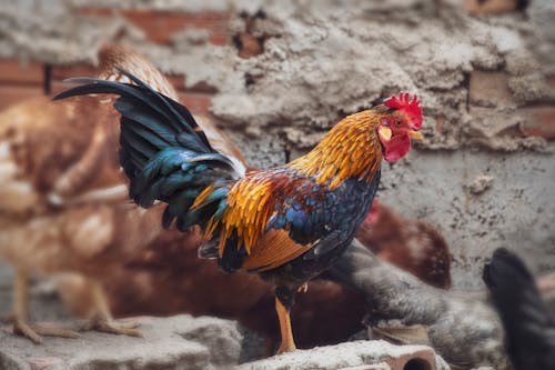 A rooster with a red and blue tail standing next to chickens