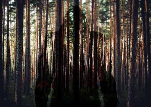 Gratis Fotos de stock gratuitas de bosque, para descanso, pie grande Foto de stock