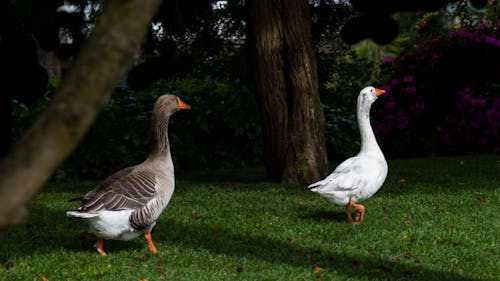 Imagine de stoc gratuită din animal, gâscă, grădină