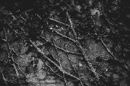 Grayscale Photography Of Vines