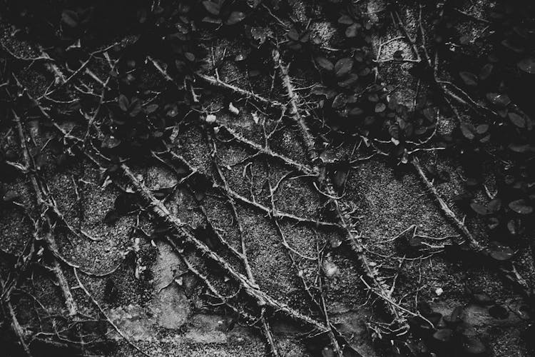 Grayscale Photography Of Vines