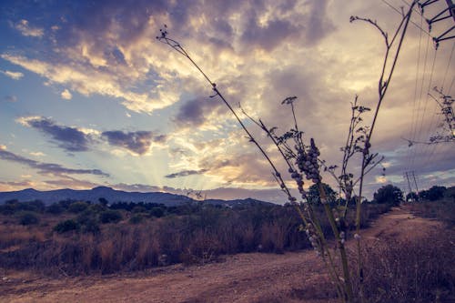 Free stock photo of clouds, nature, plants