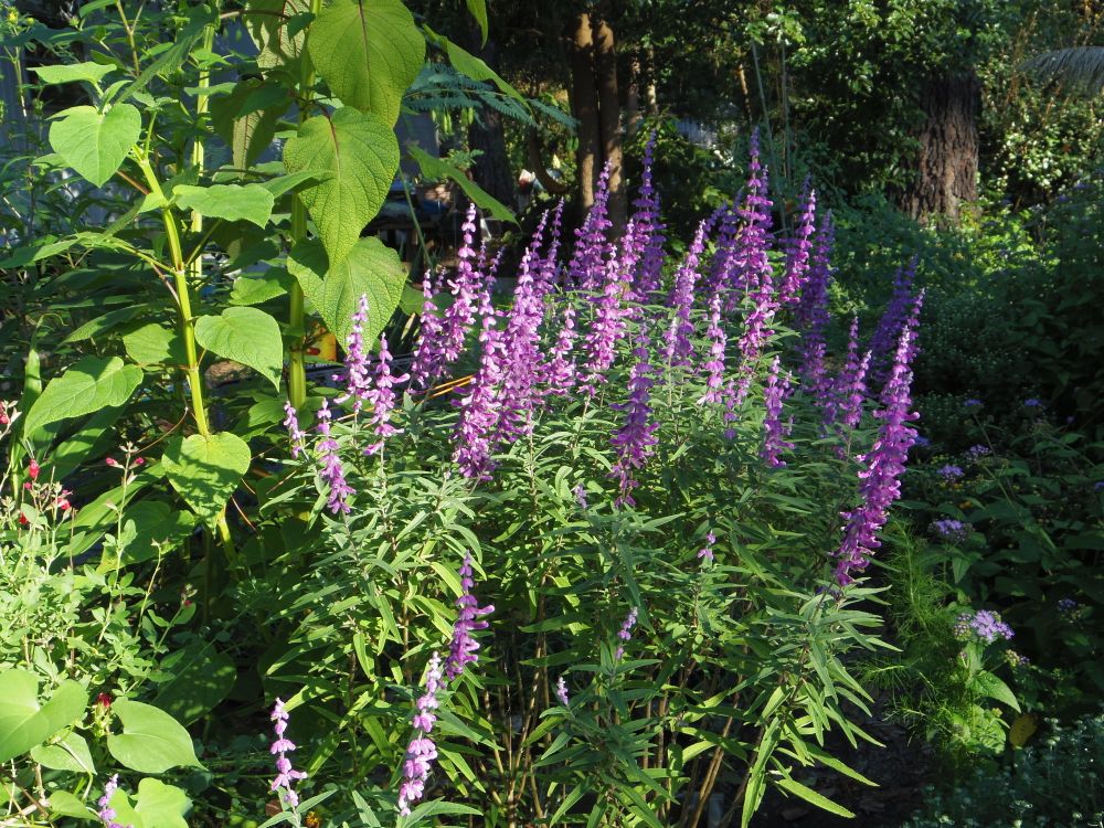 Free Stock Photo Of Mexican Bush Sage Sage Salvia free-stock-photo-of-mexican-bush-sage-sage-salvia