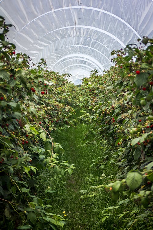 Foto d'estoc gratuïta de a l'aire lliure, agricultura, camps de cultiu