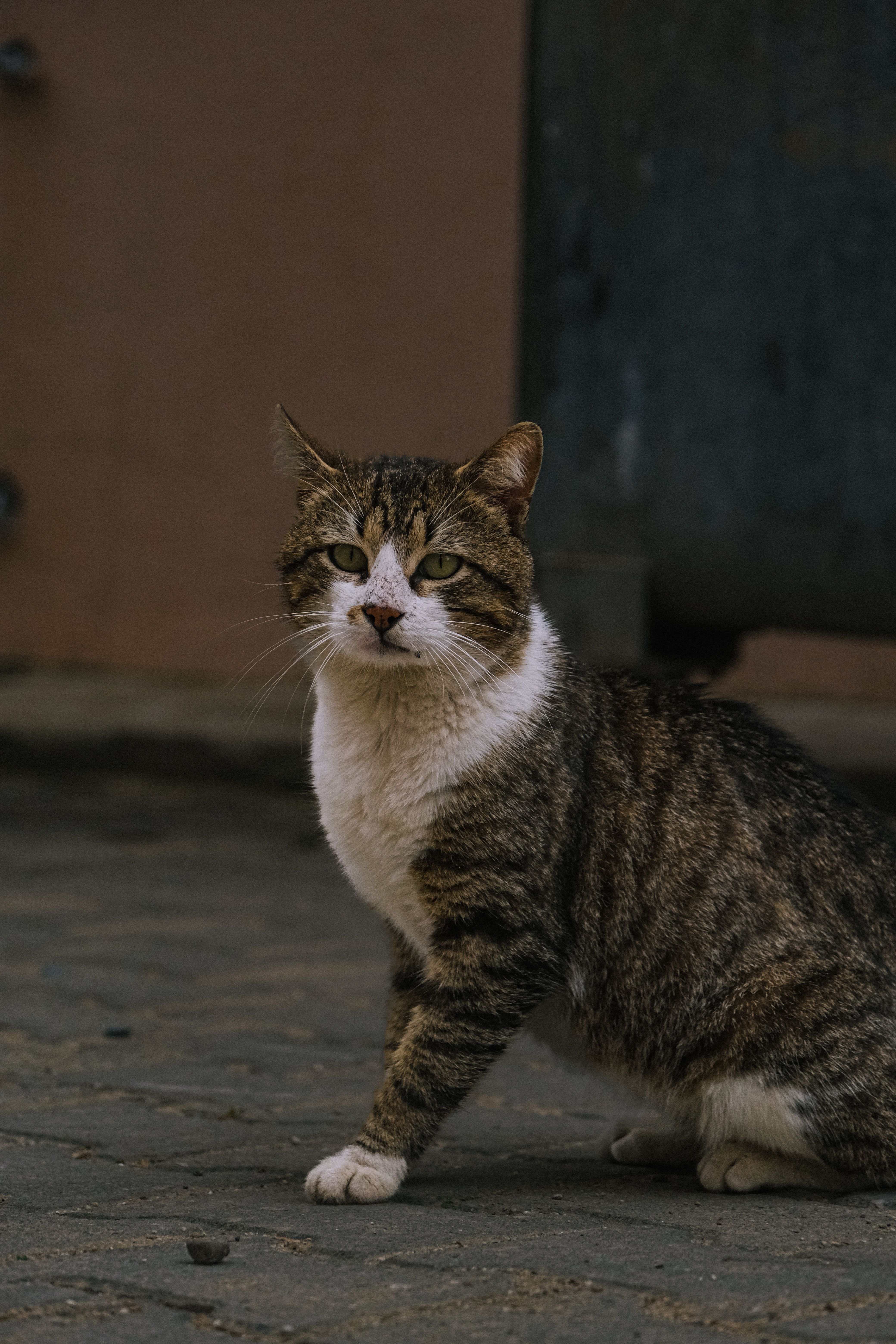 A Tabby Cat Sitting on the Sidewalk · Free Stock Photo